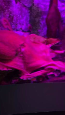The video shows a large, pink octopus inside an aquarium. The aquarium is lit with a pink light, which makes the octopus appear pink. The octopus is lying on the bottom of the aquarium, next to some rocks. The bottom edge of the aquarium, the foreground of the video, is a dark grey or black. The octopus is not moving.