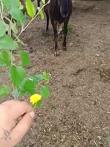 A person's hand holds a dandelion and green leaves towards sheep. The sheep are in an outdoor pen with dirt ground and some wooden structures in the background. The sheep are of various colors including black and white. The sheep appear to be eating the vegetation.