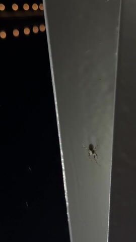 The video shows a close-up of a spider against a dark, nighttime background. The spider, which appears dark-bodied with lighter legs, is initially seen on the side of a light-colored, possibly metallic, vertical structure or pole. Behind it, several out-of-focus, warm-toned lights create a bokeh effect.

At the 0:01 mark, the spider detaches from the structure and begins to descend on a single thread of web, moving towards the bottom of the frame. It hangs suspended in the air for a brief moment, showcasing its underside. Around the 0:03 mark, it starts to ascend again, pulling itself back up the web thread towards the metal structure from which it descended. The structure and the spider are well-lit, contrasting with the very dark background. Throughout the video, a female voice can be heard speaking in Russian, observing what sounds like a "duck" ("как будто уточка").