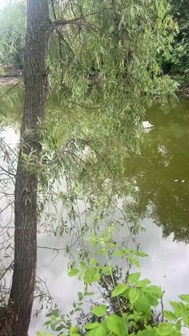 A video pans across a murky pond, bordered by lush green foliage and overhanging willow branches. The water reflects the overcast sky. In the upper right portion of the frame, a small, white object drifts on the surface of the pond. The scene appears to be a natural outdoor setting.