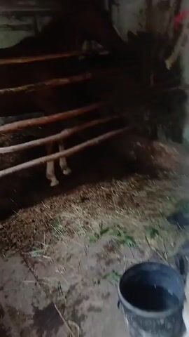 A brown horse stands in a stable with a dirt floor covered in hay. The horse is facing right and is enclosed by wooden bars. The stable has a wooden ceiling with beams and light is coming from the top.