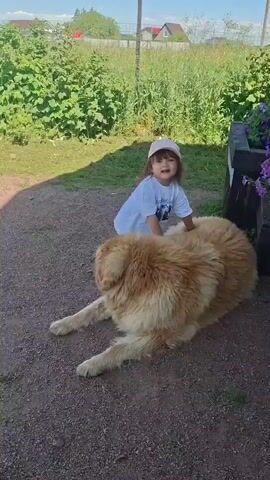 A young child wearing a white t-shirt and a light-colored cap is playing with a large, fluffy golden dog. The dog is lying on its side on a gravel path, and the child is sitting on its back, reaching out to pet it. The scene appears to be outdoors, with green foliage and a fence visible in the background. The child is smiling and appears engaged with the dog.