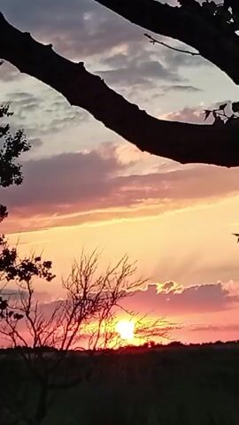 This is a vertical, medium-shot video of a sunset in Gorkaya-Balka, Russia. The sun is low on the horizon, casting a warm, golden glow across the sky, which is filled with hues of orange, pink, and purple. Clouds are scattered throughout the sky, some catching the vibrant colors of the sunset.

In the foreground, silhouetted against the colorful sky, are the branches of two trees. The larger branch of a deciduous tree extends from the top left of the frame, its dark form stark against the bright sky. To the left, another tree with sparse foliage is visible. In the lower part of the frame, the bare branches of a dead tree are silhouetted, with the setting sun peeking through them. The ground below is dark and appears to be a field or meadow, with some vegetation visible.

The scene evokes a sense of peace and natural beauty. The time of day is clearly sunset, indicated by the low position of the sun and the rich colors in the sky. The weather appears clear with some cloud cover. No text is visible in the video.