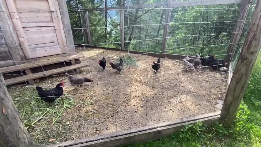 This media file shows a flock of chickens in an outdoor enclosure. The enclosure is made of wire mesh and wooden posts, with a rustic wooden coop visible on the left side. The ground within the enclosure is covered in dirt and straw, with some scattered green vegetation. Several chickens of varying colors, including black, gray, and speckled brown, are seen pecking at the ground and walking around. In the background, a lush green forest with tall trees suggests a rural or mountainous setting, consistent with the Ratschings - Racines, Italy location. The sky appears bright, indicating it is daytime, likely morning or afternoon.

In the foreground, a person's hands are visible holding a clear plastic container filled with berries and possibly some lime slices. The person is offering the food to the chickens, which are clustered around the offering. One black chicken in particular is close to the container, appearing to be interested in the food. The scene evokes a sense of domestic animal care and interaction with nature. There is no visible text in the media file.