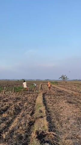 The video shows two farmers working in a field. The field is mostly dry and has been recently tilled, with evidence of straw and stubble from a previous crop. The farmers are walking in opposite directions, tending to young plants. The sky is clear and blue with a few wispy clouds. In the background, there are more fields, some trees, and a few small buildings. The scene appears to be set in a rural area during the daytime.