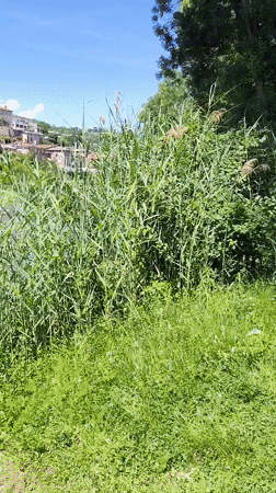 Children wade in shallow river in French village