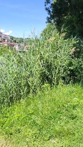 The video shows children wading in a shallow river in front of a European village under a sunny sky.

A boy with short dark hair is standing in the river at the start of the video. He is shirtless.

A girl wearing a patterned bathing suit walks into the river.

The river is lined with tall green reeds on one side, and the village buildings on the opposite bank, some of which have visible windows. A church steeple can be seen in the background.

The camera is somewhat obscured by vegetation and is not moving.