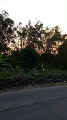 A low-angle, medium shot captures a paved road in the foreground, with the right side of the road slightly visible. Beyond the road, lush green foliage and bamboo trees dominate the scene. The bamboo stalks are tall and dense, some leaning towards the right side of the frame. The setting sun casts a warm, orange glow through the bamboo, creating a silhouetted effect. The sky is a soft, pale yellow, transitioning to a lighter hue at the top of the frame, indicating either sunrise or sunset. The overall atmosphere is serene and natural.
