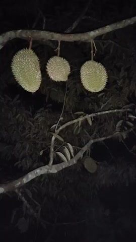 The video shows a dimly lit outdoor scene at night. The camera pans across a tree with several durians hanging from its branches. In the foreground, a blue tarp is laid out on the ground, with some red objects scattered on it. A person wearing yellow boots is standing near the tarp. Another person's silhouette is visible in the background. The environment appears to be a garden or orchard. The overall impression is that of a harvesting or preparation activity taking place in the dark.
