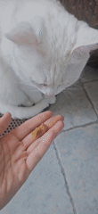 Morning routine with white cat documented in urban setting