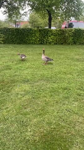 Two greylag geese stand on a green lawn dotted with tiny white flowers. A tall, dense, green hedge is visible behind them. The geese begin to walk away, and a third goose, previously obscured, becomes visible. They walk across the lawn. Trees are present throughout the background, and the roofs of houses are visible beyond the hedge. A small red vehicle is visible on the right side of the frame. The sky is overcast.