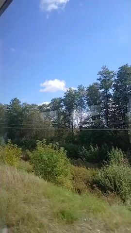 The video shows a passing view of a forest and sky from a moving vehicle. The sky is blue with scattered white clouds. A line of evergreen trees runs along the horizon, with shorter green trees and bushes in front of them. Tall grasses and dirt are visible in the foreground. The movement of the vehicle creates a slight blur in the foreground vegetation. There are reflections in the window, suggesting the video was filmed from inside a car or train.