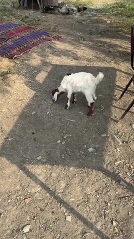 A young goat with white fur and brown markings on its face and legs is eating grass in a dirt yard. The goat is standing on all four legs and its head is lowered to the ground. In the background, there is a colorful rug, a wooden structure, some chickens and ducks, and a chair. The ground is covered in dirt and small stones, and there are shadows from trees. The video is shot from a slightly elevated angle, looking down at the goat.