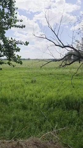A video captures a wide green field dotted with small white and purple flowers, under a sky with scattered white clouds. The foreground is dominated by green foliage and bare branches of trees framing the scene. A dead tree branch extends from the right, partially obscuring the view of the field.