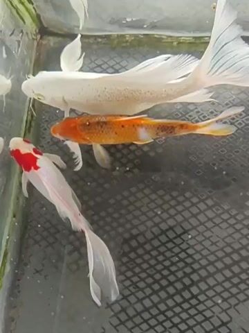 The video shows three koi fish swimming in a shallow, square tank. The tank appears to be made of glass or clear plastic and has a black, grid-like material at the bottom. The fish are of different colors: one is white, one is orange with black spots and white patches, and the third is white with red markings on its head. The fish have long, flowing fins and tails. They are swimming in various directions within the tank. The lighting suggests an indoor setting.