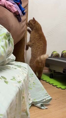 An orange cat is standing on its hind legs, front paws on the side of a brown sofa that has articles of clothing on it. The cat is facing to the right, and its tail is curved upward. To the left is a bed covered with a light blue floral bedspread. Behind the cat is a white wall, and on the floor next to it is a grey exercise machine on green mats. The room is well-lit.