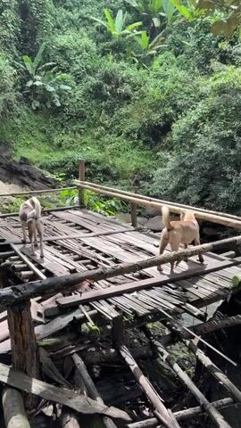 The video shows two dogs on a dilapidated wooden bridge in a lush, green, forested area. The bridge appears to be constructed from bamboo and weathered wood, with some sections broken or missing. The dogs, one brown and white and the other a lighter brown, are walking and sniffing around on the bridge. The environment suggests a natural, possibly tropical setting, with dense vegetation and what appears to be a stream or body of water flowing beneath the bridge. The lighting indicates it is daytime.
