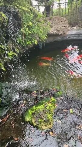 A high-angle shot captures a school of koi fish swimming in a pond. A small waterfall cascades into the pond on the left side of the frame, creating ripples on the water's surface. The pond is surrounded by rocks and lush green foliage. The fish, primarily orange and white, are swimming in various directions, with some appearing to be in motion blur. The water is a murky green color, and the bottom of the pond is visible in some areas, revealing dark rocks and fallen leaves. The overall scene depicts a serene and natural environment.