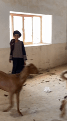 Goat farming and daily life in Pasab, Afghanistan