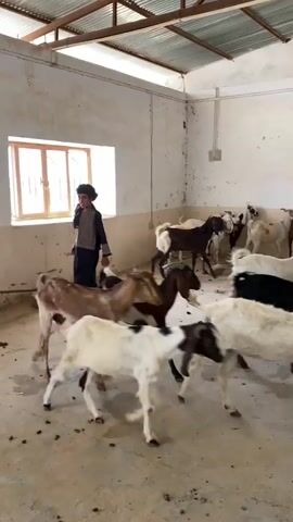 A young boy in traditional clothing stands in a room filled with goats. He is wearing a dark hat and a patterned tunic over dark pants, with a piece of cloth draped over his shoulders. The room has white walls and a corrugated metal ceiling. A window with multiple panes is visible behind the boy. Several goats of various colors, including brown, black, white, and spotted, are moving around the floor of the room. The floor appears to be concrete and is littered with debris. The boy is holding something in his right hand, possibly a stick or a piece of rope. The goats are in motion, suggesting a lively or active environment within the enclosure.
