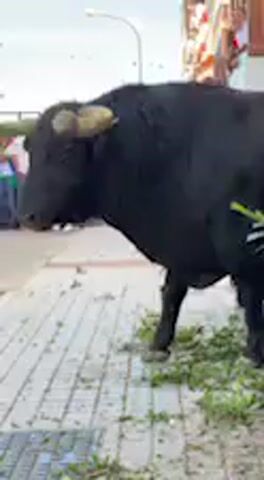 A large, black bull with prominent light-colored horns stands calmly on a paved sidewalk. Green foliage is scattered on the ground near its hooves. In the background, numerous people are gathered on a street, observing the bull from a distance. Many of the onlookers appear to be wearing white shirts. Buildings line the street, and festive garlands or bunting are strung across the thoroughfare, suggesting a celebratory event. The scene is brightly lit under clear skies, indicating daytime. Initially, the bull stands still, facing to the left of the frame, occasionally moving its head. Towards the end of the video, it turns its head and then moves forward, exiting the frame to the right. The setting is an urban environment, likely a town square or street during a festival, consistent with traditional bull-related events in places like Vejer de la Frontera, Spain. No visible text is present.
