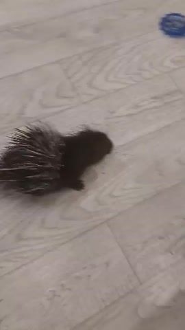 A baby porcupine is on a light-colored wooden floor. A blue spiked toy is in the upper right corner of the frame. A person's hand enters the frame from the right and moves towards the porcupine. The porcupine turns and moves away from the hand.
