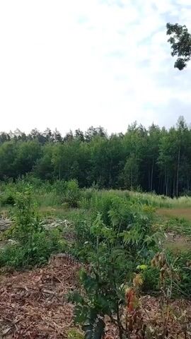 The video shows a forest area with cut logs in the foreground. The logs are piled up and scattered. A dirt path runs through the scene. In the background, there is a dense forest with tall trees. There is also a power line pole and wires visible. The sky is cloudy.