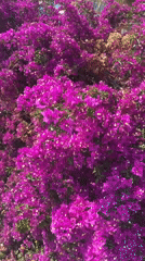 Urban flowering plants and architecture documented in unidentified city