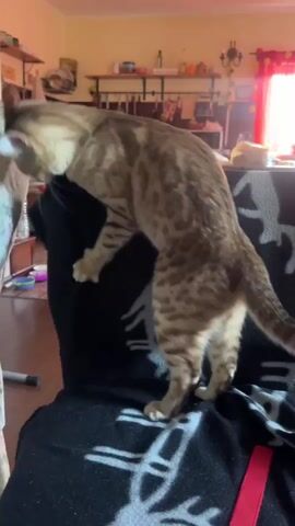 The video shows a tan and brown spotted cat standing on a black blanket that covers a piece of furniture. The cat is facing towards the left of the frame and is looking down. Its head is partially obscured by what appears to be a person's arm or leg, which is covered by a light-colored garment with a floral pattern. The cat's body is arched, and its hind legs are positioned further back than its front legs. In the background, shelves are visible with various items on them, suggesting a room in a home. A red curtain is visible on the right side of the frame. The lighting is warm, indicating artificial light and possibly sunlight coming through the window. The cat's tail is extended behind it. The overall scene depicts a domestic setting with a cat interacting with its surroundings.