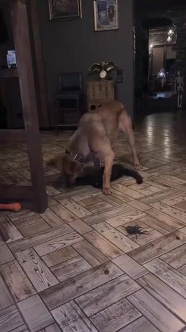 A medium-sized, light brown dog is playing with a black cat on a wooden floor. The dog is in a crouched position, gently nudging the cat with its nose and mouth. The cat is lying on its back, appearing relaxed and submissive, with its paws extended upwards. In the foreground, a dark, spider-like toy is lying on the floor. The background of the scene appears to be an interior space with furniture, including a chair and a chest. The lighting is dim.