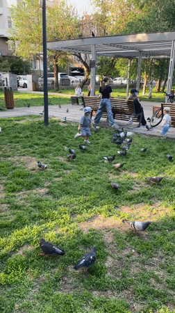 Park day with pigeons and ice cream in Krasnoyarsk