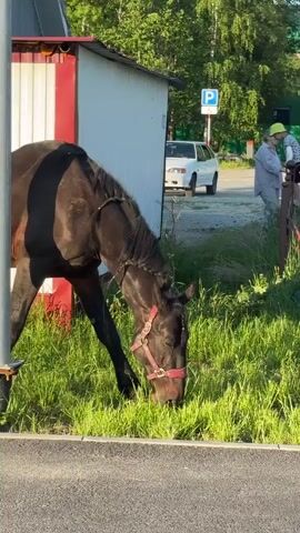 A brown horse with a red halter is grazing in a grassy area next to a white and red structure. In the background, a white car is parked, and a person wearing a green hat and grey clothing stands near a fence. The scene appears to be outdoors, possibly in a rural or semi-urban setting, with trees and vegetation visible.