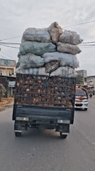 Overloaded pickup truck transports coconuts across Indonesian cities