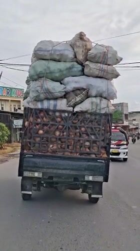 Overloaded pickup truck transports coconuts across Indonesian cities