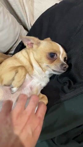 A close-up shot depicts a person petting a tan and white chihuahua. The chihuahua is lying on its back against a black, mesh material. The person's hand is moving back and forth, gently rubbing the dog's belly and chest. The dog looks to its right with a slightly disinterested expression. The background includes a light-colored pillow and a textured fabric surface. Music is audible in the background.