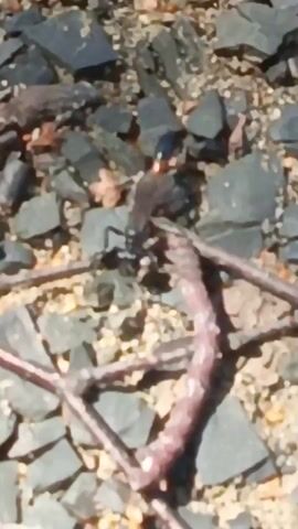 A close-up, shaky video captures a small insect, possibly a wasp or bee, moving across a rocky and twig-covered surface. The insect is dark-colored with some orange or red markings on its abdomen. It appears to be navigating between thin, reddish-brown branches. The ground is composed of small, gray rocks and sandy soil with a few dry leaves scattered about. The lighting suggests it is daytime outdoors. The video is brief, lasting only a few seconds, and lacks any audio.