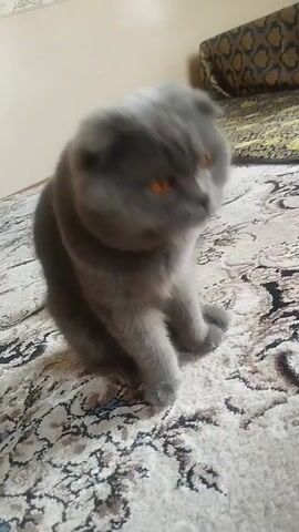 A grey cat sits on a patterned rug, facing down and eating a small piece of white food. The cat's head is low, and its body is hunched. The background shows a wall and a piece of furniture covered with a patterned fabric. The lighting is dim.