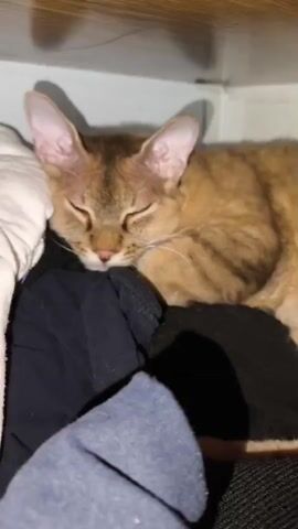 A close-up, eye-level shot shows a small, tan cat with tabby markings and large ears sleeping peacefully on a pile of dark fabric, possibly clothes, under a wooden surface. The cat's eyes are closed, and its head is resting on the fabric. The lighting is dim, with shadows cast on the wall behind the cat and on the right side of the frame. The image is slightly grainy, suggesting it was taken with a mobile device in low light conditions.