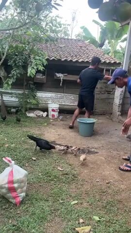 Two men are outdoors in a yard in front of a rustic wooden building. Chickens and ducks are scattered around the yard. One man, wearing a black t-shirt and shorts, is standing and appears to be interacting with the animals, holding something in his hand. The other man, wearing a blue shirt and a blue baseball cap, is kneeling and looking at the animals. There is a large bag of what appears to be food items, a blue bucket, and other debris in the yard. The building has a tiled roof and wooden walls. There are trees and foliage in the background.