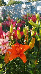 Belarus garden in bloom, rabbits resting nearby