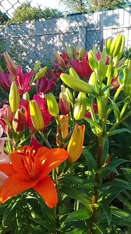 The video captures a close-up view of a garden bed filled with blooming lilies. The scene is dominated by vibrant flowers in various stages of bloom, featuring shades of bright orange, deep pink, and delicate light pink. Many buds are visible, indicating a lush and plentiful flowering season. The lilies are densely packed, with their green stems and leaves forming a rich backdrop.

In the background, a chain-link fence runs horizontally across the frame, with sunlight casting dappled shadows from the fence onto a light-colored surface behind it. Beyond the fence, the hint of greenery and possibly trees suggests an outdoor, possibly rural or suburban, setting. The lighting indicates it is daytime, likely late afternoon or early evening, given the warm glow and the long shadows cast by the fence. The overall atmosphere is serene and picturesque, emphasizing the natural beauty of the flowers. There is no visible text in the video.