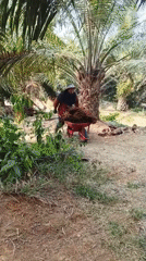 Oil palm plantation work underway in Batu Ejung, Indonesia