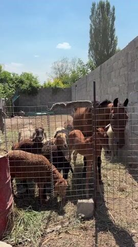A small, fenced enclosure contains several farm animals. In the foreground, to the left, are three sheep, one of which is a lamb. To the right of the sheep, closer to the fence, are two horses, one appearing to be an adult and the other a foal. One of the horses, the adult, is partially obscured by the other. The enclosure is filled with hay and dry grass. Behind the animals, a wire fence runs across the back of the enclosure, and beyond that, a grey brick wall forms the boundary of the property. Trees and foliage are visible behind the enclosure. The sky is clear and blue. The animals are all looking in various directions, some appearing to be grazing.