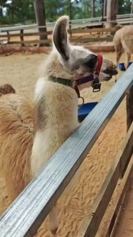 A llama is eating from a person's hand over a fence. A young girl and an adult male are present, and the girl is also holding a cup. The scene takes place in an outdoor enclosure with sand on the ground and a wooden fence.