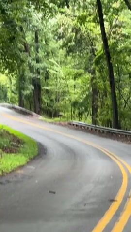 The video shows a winding paved road lined with lush green trees on both sides. The road has double yellow lines in the center, indicating it is a two-way street. The trees are tall and dense, with leaves forming a canopy overhead, creating a shaded and natural environment. The road curves to the left and then straightens out as it ascends a gentle slope, disappearing into the greenery. There is a metal guardrail along the right side of the road in some sections. The overall scene depicts a scenic drive through a heavily wooded area.