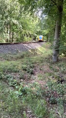 A yellow and white train travels along railroad tracks through a dense forest. The train is visible in the distance at the beginning of the video and then moves closer as it passes by the camera. The tracks curve to the left and are bordered by tall trees with green foliage. The ground is covered in grass, leaves, and other vegetation. The lighting suggests it is daytime with sunlight filtering through the trees. There are no people visible in the video.