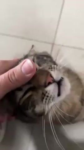 A person’s hand pets a tabby cat lying on a white tile floor. The cat lies on its side, eyes closed, and then opens its mouth in a yawn. The hand continues to stroke the cat’s head and neck.