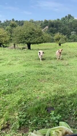 A medium shot captures two cows in a lush green field on a sunny day. The cow in the foreground is black and white and walks towards the camera, its head down as it begins to eat corn husks. The second cow, mostly white with brown splotches, follows behind it. In the background, a line of trees forms a gentle hill, with a few scattered trees in the middle ground. The sky is blue with scattered clouds.