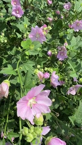 A close-up video shows a cluster of pink mallow flowers in bloom. The flowers are a pale pink with darker pink veins. The petals are delicate and slightly crinkled. The flowers are surrounded by lush green leaves and stems. The video is shot in natural light, and the overall impression is one of a beautiful and serene garden scene.