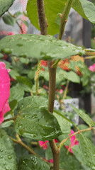 Trinity Day roses and Ukrainian greetings captured morning hours